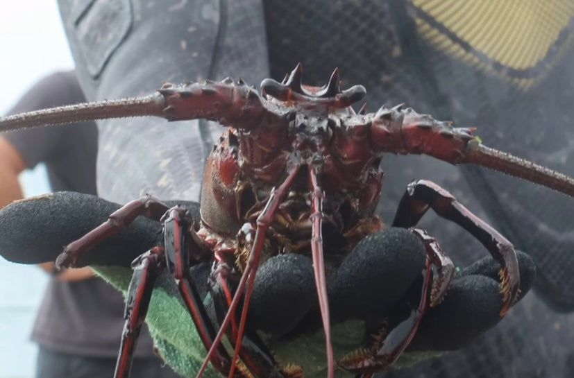 I Like Big Bugs and I Cannot Lie: 2024 URT LOB OFF Recap