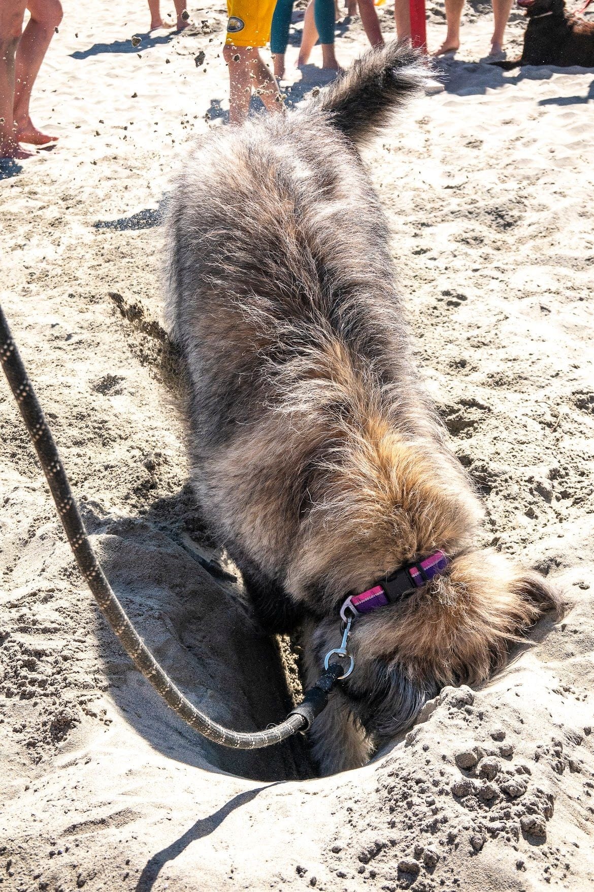 2026 URT DIG Hole Digging Comp // May 3rd @ 1PM // Coronado Dog Beach
