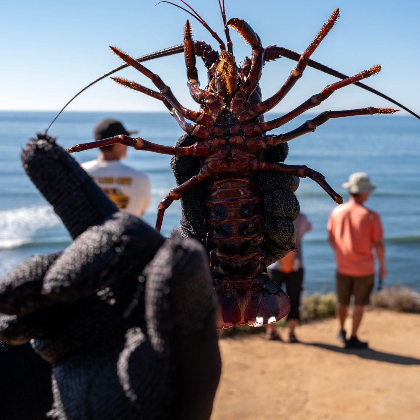 Sea Pest Control