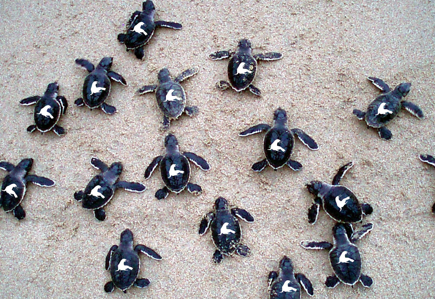 SEA TURTLE SHELL STICKERS