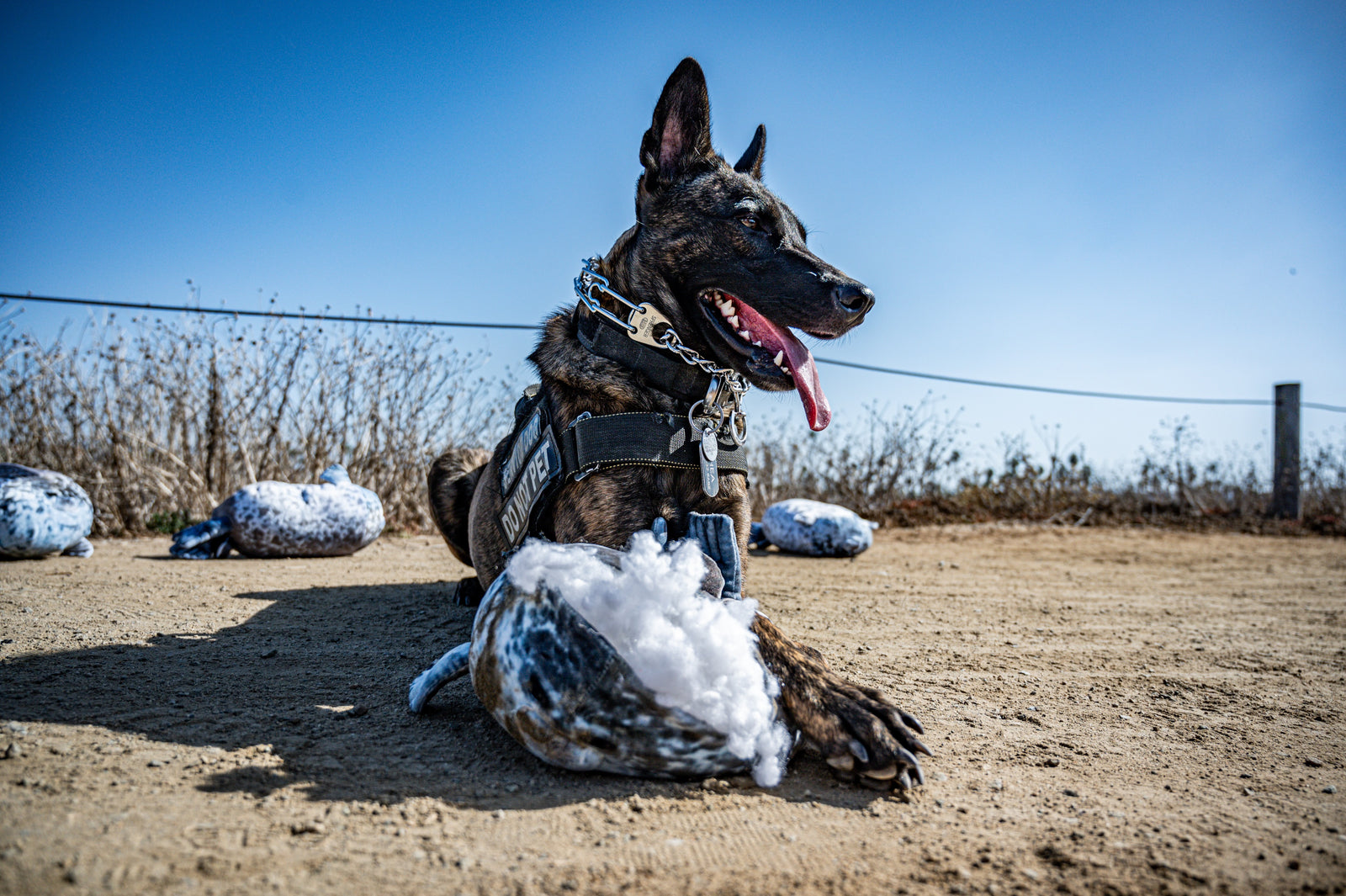 Black Friday Giveaway. SEA POTATOES