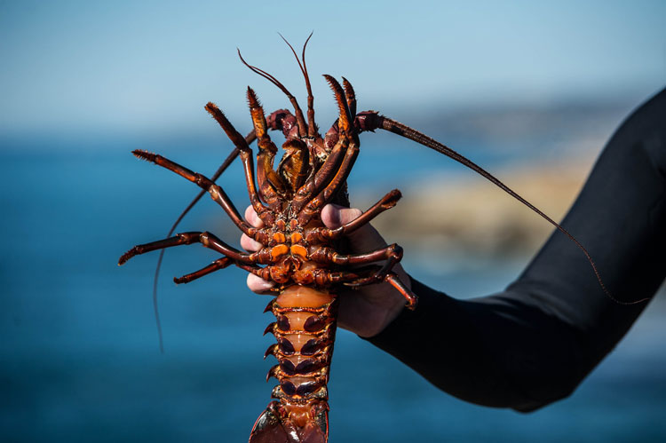 URT LOB OFF: The Surfacing