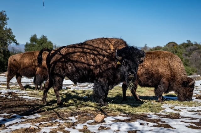 C4 Ranch - Feed Martha