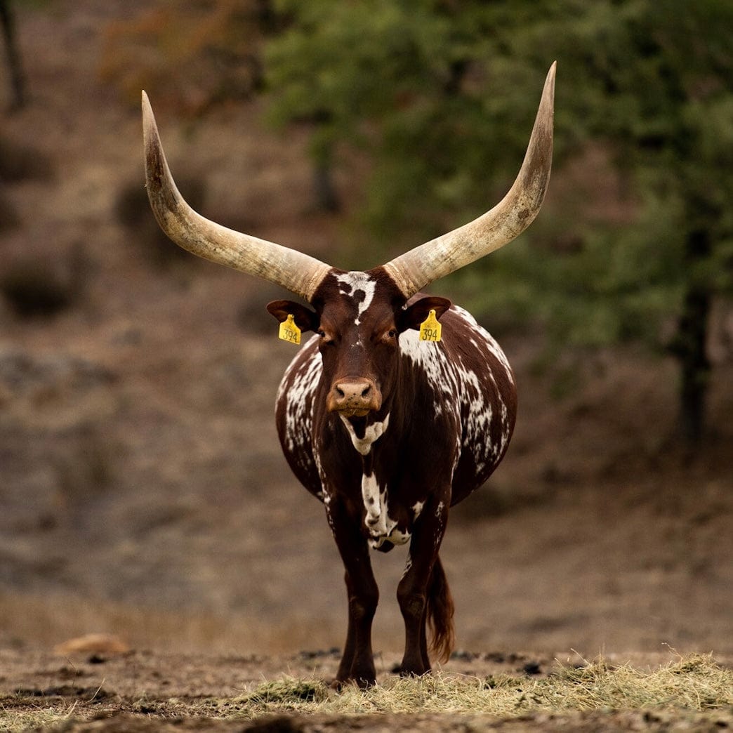 C4 Ranch - Watusi