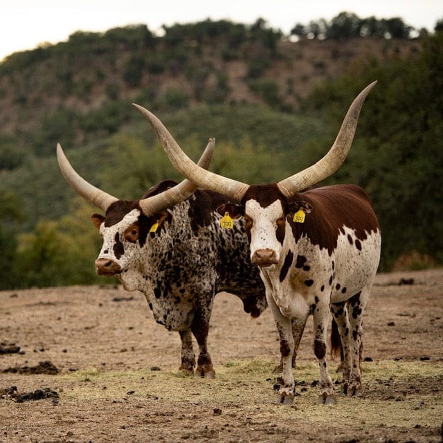 C4 Ranch - Watusi