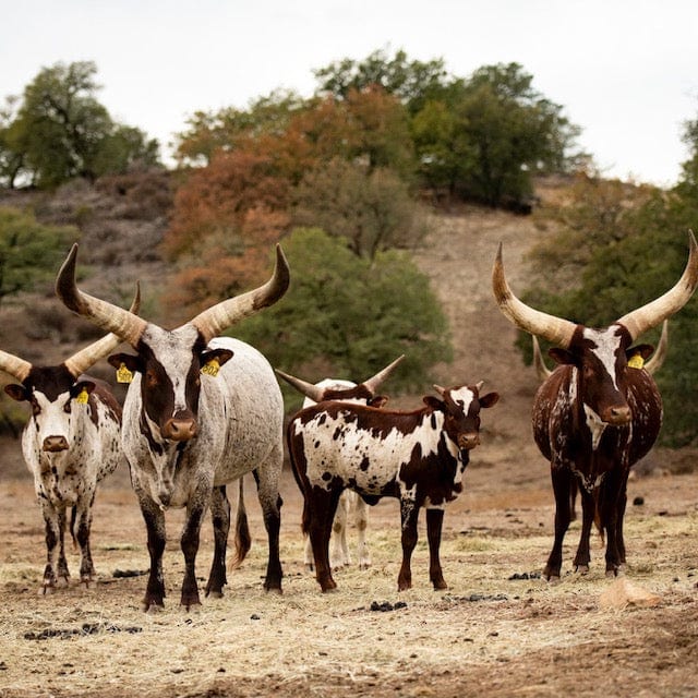 C4 Ranch - Watusi