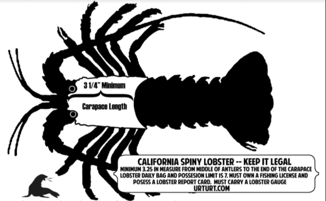 California Spiny Lobster Gauge Bottle Opener